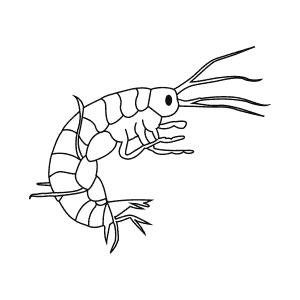 How To Draw a Freshwater Shrimp - Step-By-Step Tutorial