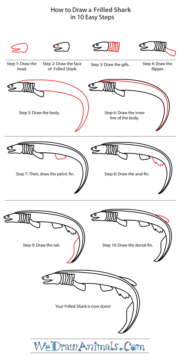 How to Draw a Frilled Shark - Step-By-Step Tutorial
