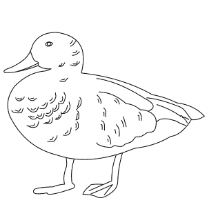 How To Draw a Gadwall - Step-By-Step Tutorial
