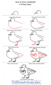 How to Draw a Gadwall