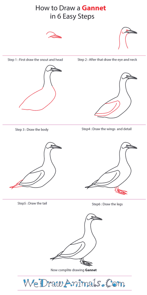 How to Draw a Gannet