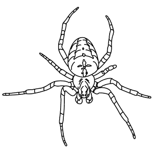 How To Draw a Garden Spider - Step-By-Step Tutorial