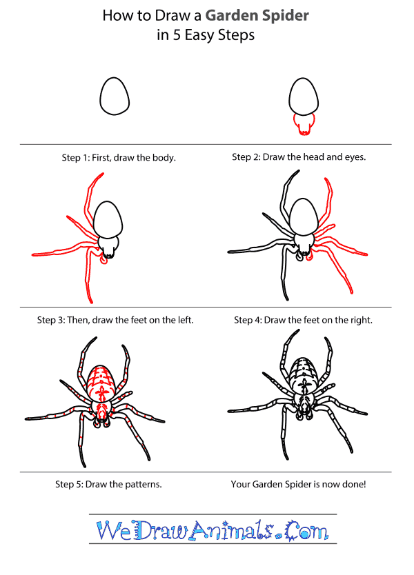 How To Draw A Spider Easy Step By Step - Design Talk