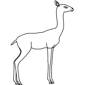 How To Draw a Gerenuk - Step-By-Step Tutorial