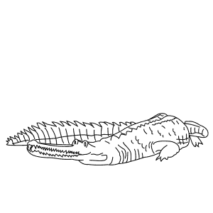 How To Draw a Gharial - Step-By-Step Tutorial