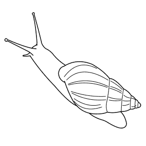 How To Draw a Giant African Snail - Step-By-Step Tutorial