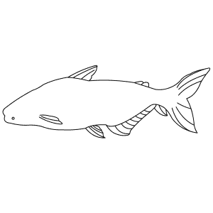 How To Draw a Giant Catfish - Step-By-Step Tutorial