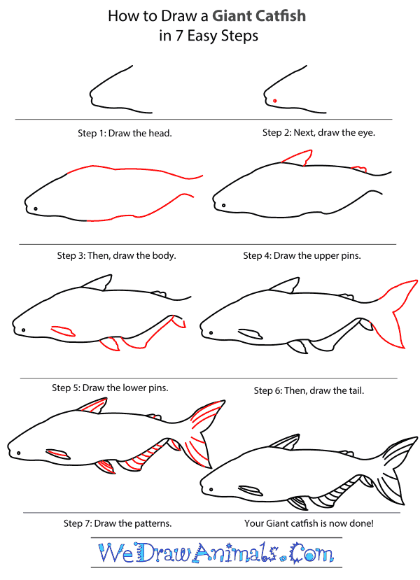 How to Draw a Giant Catfish - Step-by-Step Tutorial