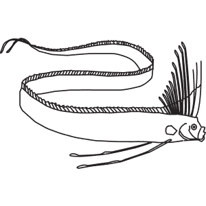 How To Draw a Giant Oarfish - Step-By-Step Tutorial