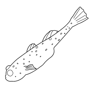 How To Draw a Goby - Step-By-Step Tutorial