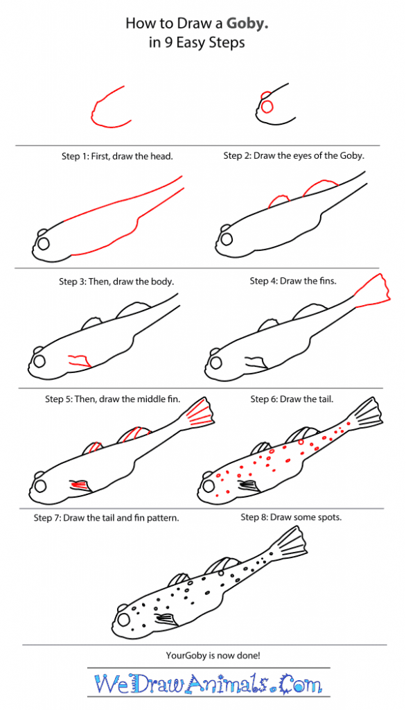 How to Draw a Goby