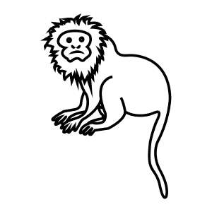 How To Draw a Golden Lion Tamarin - Step-By-Step Tutorial