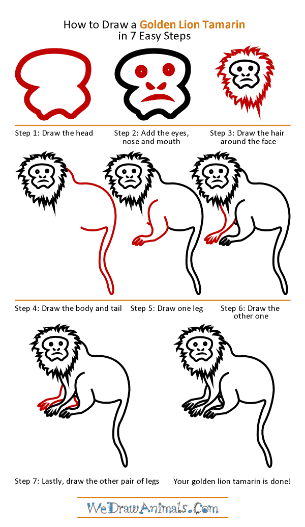 How to Draw a Golden Lion Tamarin - Step-by-Step Tutorial