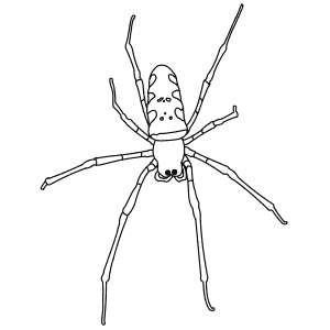 How To Draw a Golden Orb Spider - Step-By-Step Tutorial