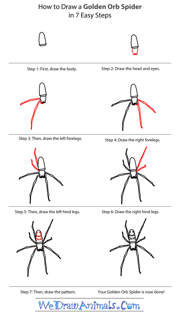 How to Draw a Golden Orb Spider - Step-By-Step Tutorial