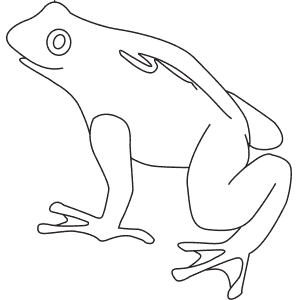 How To Draw a Golden Toad - Step-By-Step Tutorial