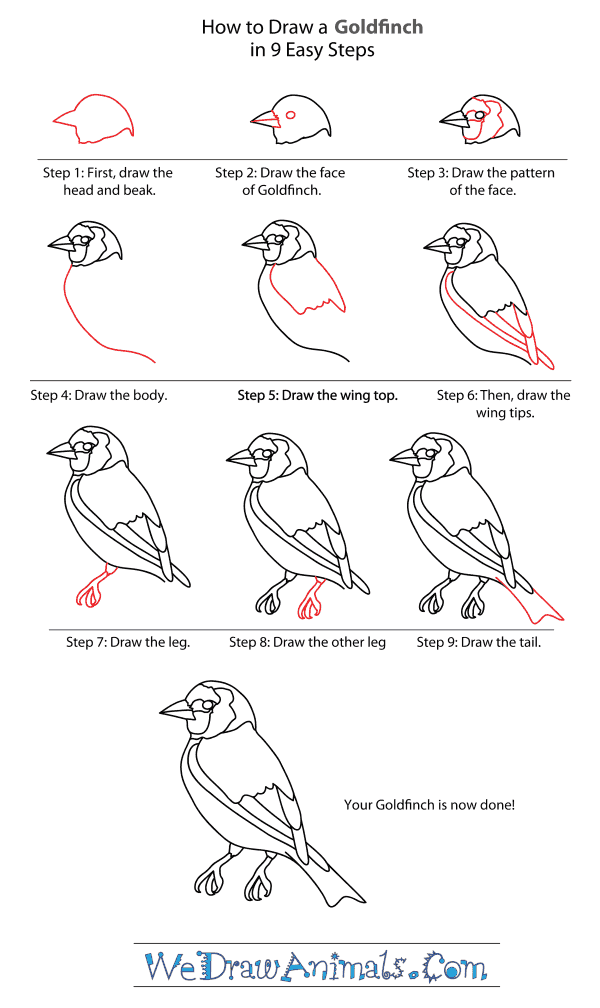 How to Draw a Goldfinch - Step-By-Step Tutorial
