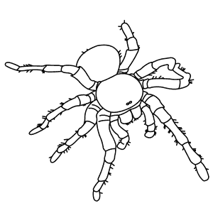 How To Draw a Goliath Bird-Eating Spider - Step-By-Step Tutorial