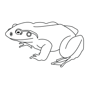 How To Draw a Goliath Frog - Step-By-Step Tutorial