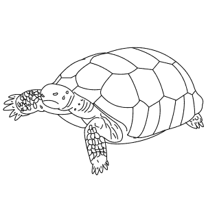 How To Draw a Gopher Tortoise - Step-By-Step Tutorial