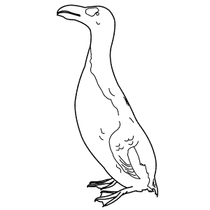 How To Draw a Great Auk - Step-By-Step Tutorial