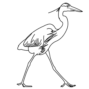 How To Draw a Great Blue Heron - Step-By-Step Tutorial