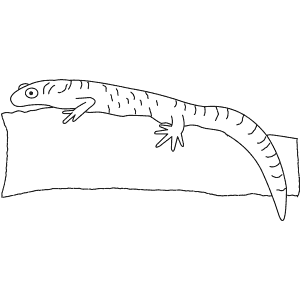 How To Draw a Great Crested Newt - Step-By-Step Tutorial