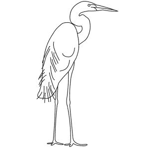 How To Draw a Great Egret - Step-By-Step Tutorial