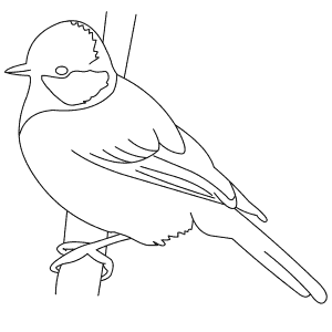 How To Draw a Great Tit - Step-By-Step Tutorial