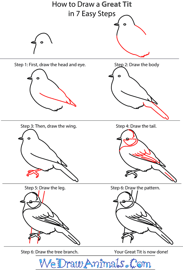 How to Draw a Great Tit - Step-by-Step Tutorial