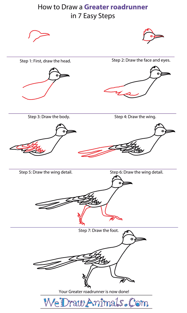 How to Draw a Greater Roadrunner - Step-by-Step Tutorial