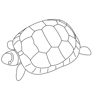 How To Draw a Greek Tortoise - Step-By-Step Tutorial