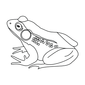 How To Draw a Green Frog - Step-By-Step Tutorial