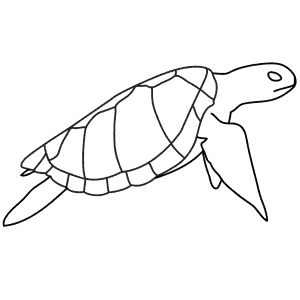 How To Draw a Green Turtle - Step-By-Step Tutorial