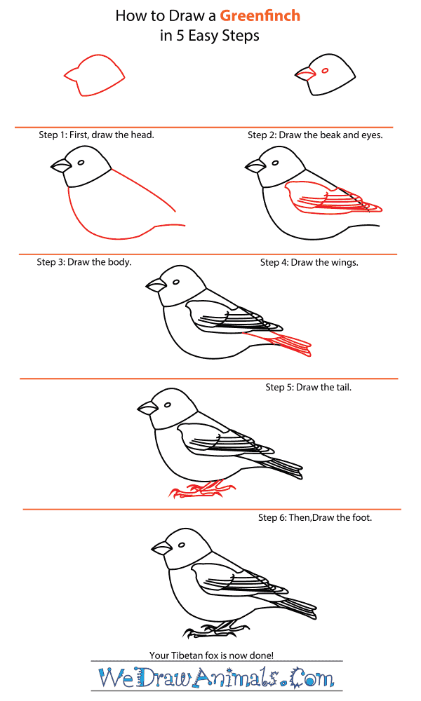 How to Draw a Greenfinch - Step-by-Step Tutorial