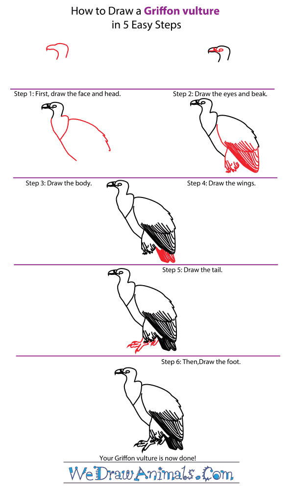 How to Draw a Griffon Vulture - Step-by-Step Tutorial