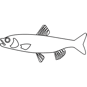 How To Draw a Gudgeon - Step-By-Step Tutorial