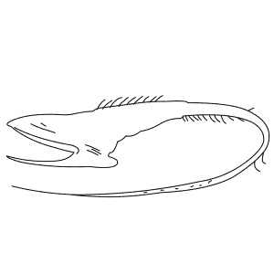 How To Draw a Gulper Eel - Step-By-Step Tutorial