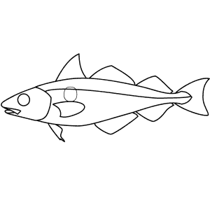 How To Draw a Haddock - Step-By-Step Tutorial