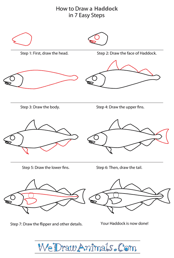 How to Draw a Haddock - Step-By-Step Tutorial