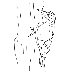How To Draw a Hairy Woodpecker - Step-By-Step Tutorial