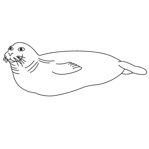 How To Draw a Hawaiian Monk Seal - Step-By-Step Tutorial