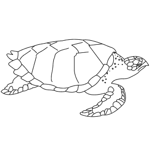 How To Draw a Hawksbill Turtle - Step-By-Step Tutorial