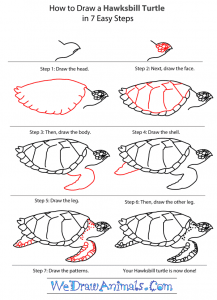 How to Draw a Hawksbill Turtle