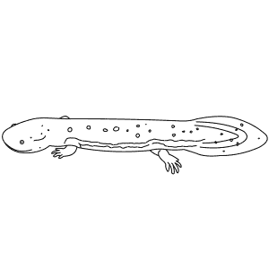 How To Draw a Hellbender - Step-By-Step Tutorial
