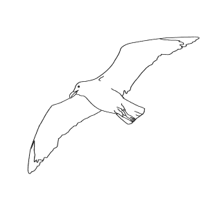 How To Draw a Herring Gull - Step-By-Step Tutorial