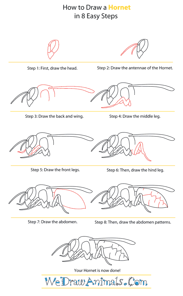 How to Draw a Hornet - Step-By-Step Tutorial