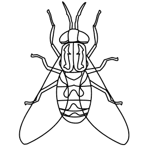 How To Draw a Horse-Fly - Step-By-Step Tutorial