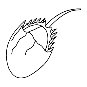 How To Draw a Horseshoe Crab - Step-By-Step Tutorial