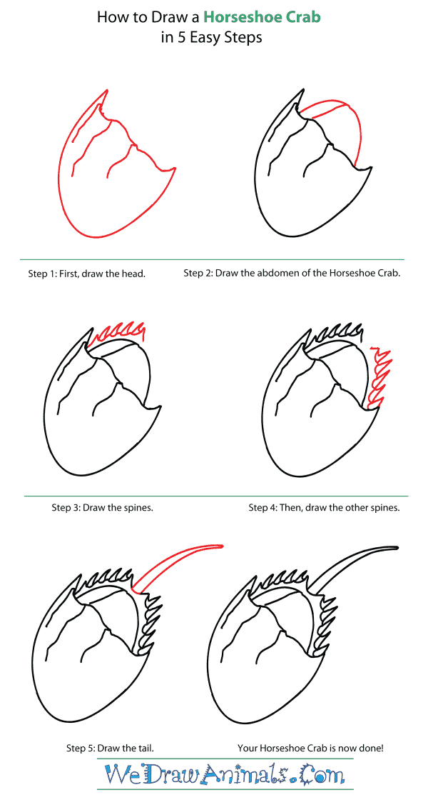 How to Draw a Horseshoe Crab - Step-By-Step Tutorial